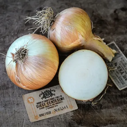 YELLOW OF PARMA ONION SEEDS