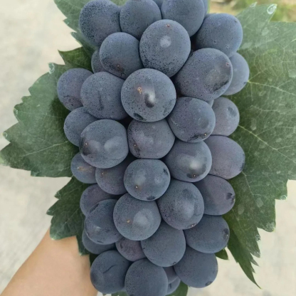 🍇Kyoho Grape Seeds Thin-Skinned, Large, and Seedless 