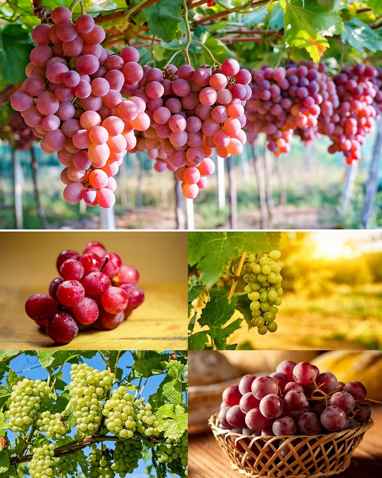 🍇Giant Grape Tree Seeds: Thin-Skinned, Large, and Seedless 