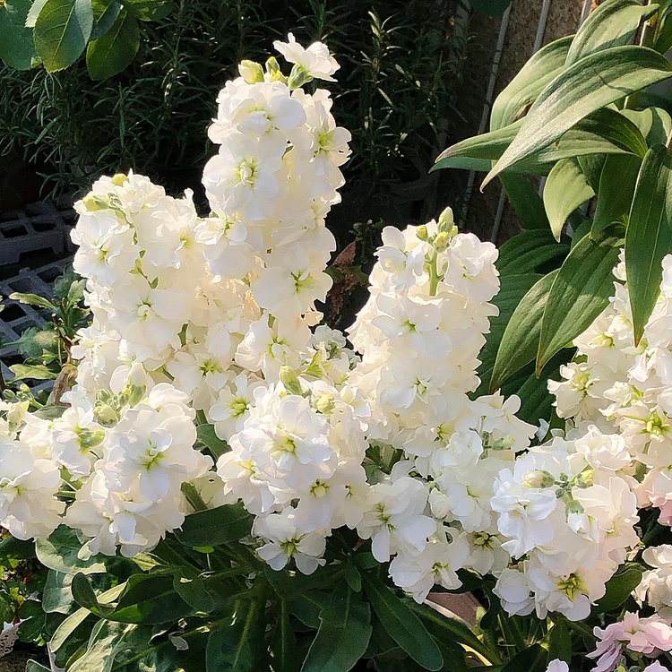 Double-flowered Violet Seeds🌺