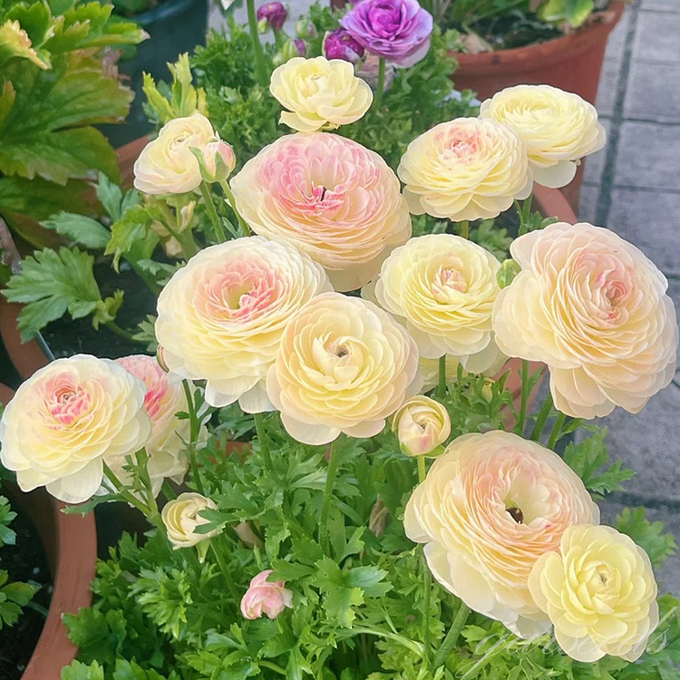 🌸Ranunculus—Wealth And Good Fortune
