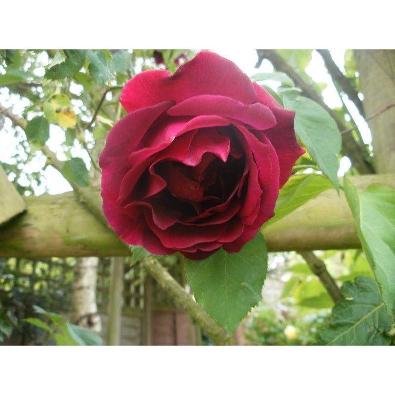 100pcs/Bag Climbing Rose Seeds