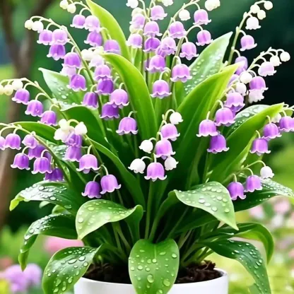 🏆2026 Best-Selling💐Lily Of The Valley—Hppiness Arrives