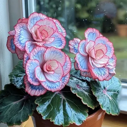 Begonia Rex ‘Pink Neon’