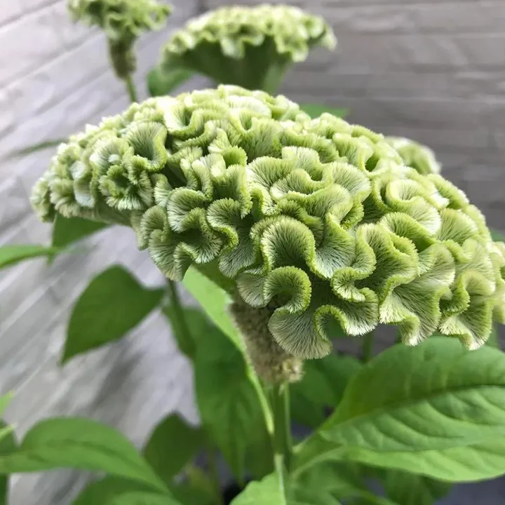 🌺Cockscomb Celosia-Long-Lasting Beauty-Low Maintenance-Long Flowering Season