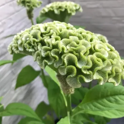 🌺Cockscomb Celosia-Long-Lasting Beauty-Low Maintenance-Long Flowering Season