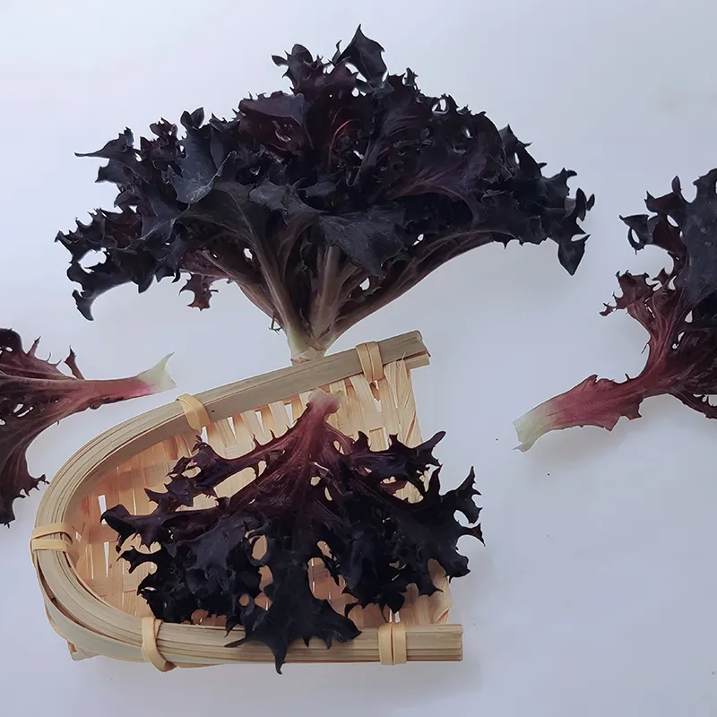 Purple Crushed Leaf Salad Lettuce Seeds