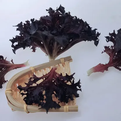 Purple Crushed Leaf Salad Lettuce Seeds