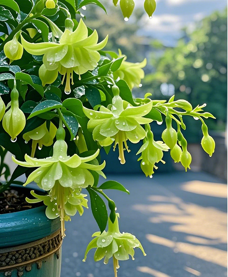 🌺Lantern Flower Seeds-Green