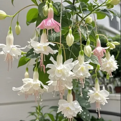 🌺Weeping Fuchsia—Dreamy Hanging Flower Waterfall