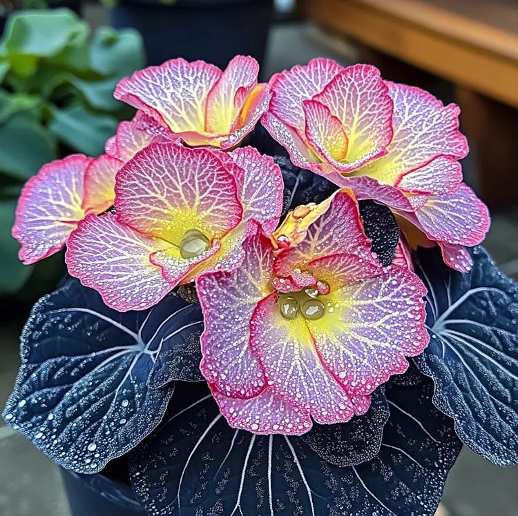 Begonia Rex ‘Twilight Sparkle’