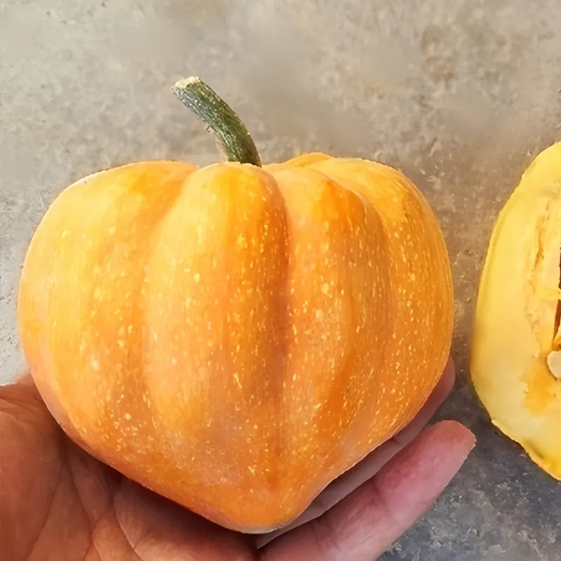 TABLE GOLD ACORN SQUASH SEEDS