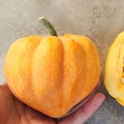 TABLE GOLD ACORN SQUASH SEEDS