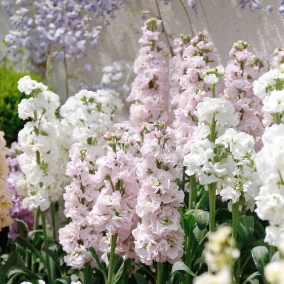 💐Eternal Love - Violet