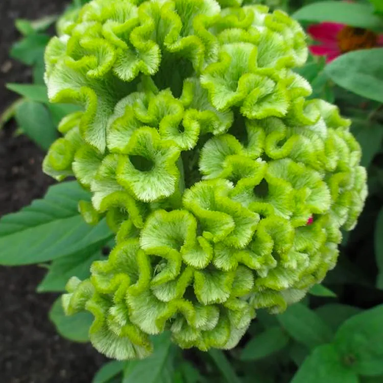 🌺Cockscomb Celosia-Long-Lasting Beauty-Low Maintenance-Long Flowering Season
