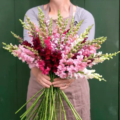 Royal Garden Snapdragon Seeds – Gardeners’ Choice for Tall, Colorful Cut-Flower Blooms 🌸