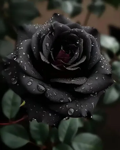 Rare Black Rose Seeds for Planting, Heirloom, No-GMO 200+ Beautiful Flower Seeds Home Garden Bonsai