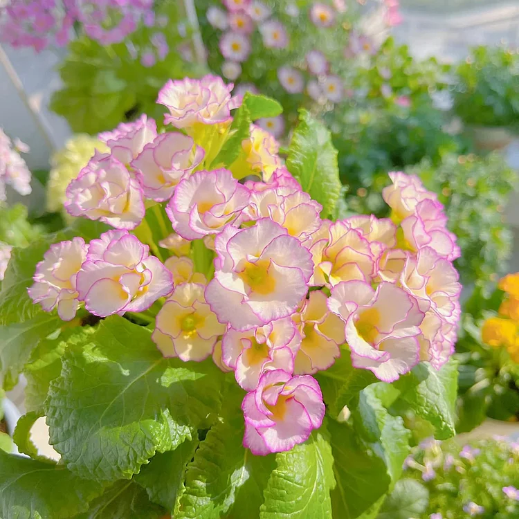 🌸Rose Primrose Seeds - The Timeless Charm of Love & Renewal💗