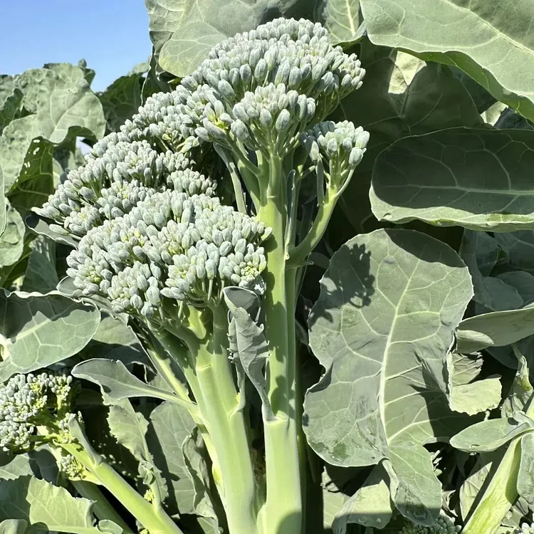 🥦Rare Broccolini Seeds