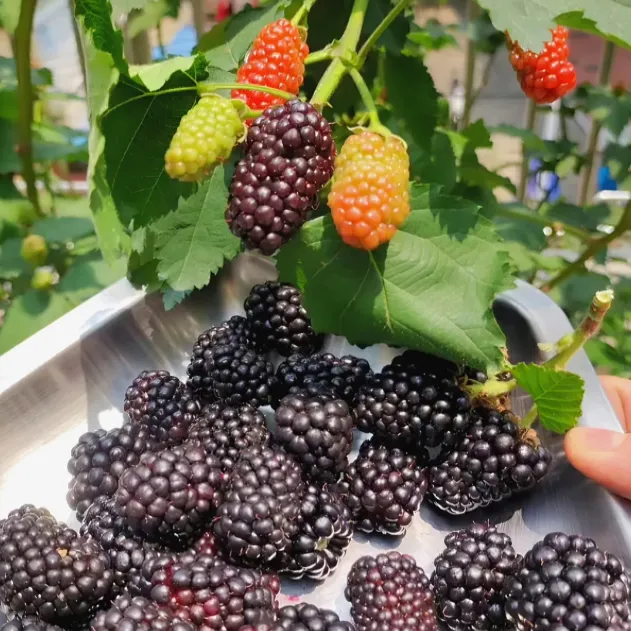 🍓Black Raspberry Organic Natural Seeds