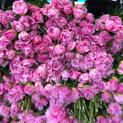 🌺Peony Flower-Only In Love With You