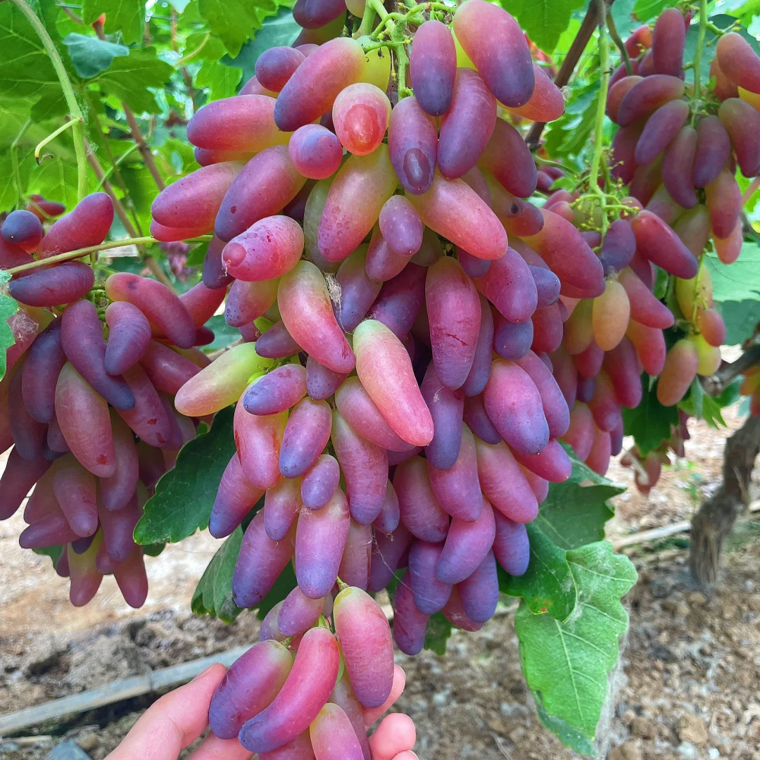 🍇Beauty Finger Grape Seeds : Thin-Skinned, Large