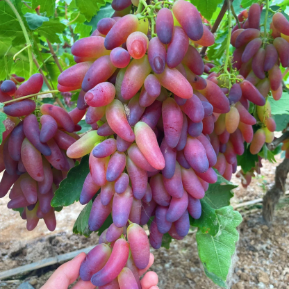 🍇Beauty Finger Grape Seeds : Thin-Skinned, Large