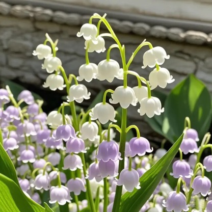 LILY OF THE VALLEY BULBS