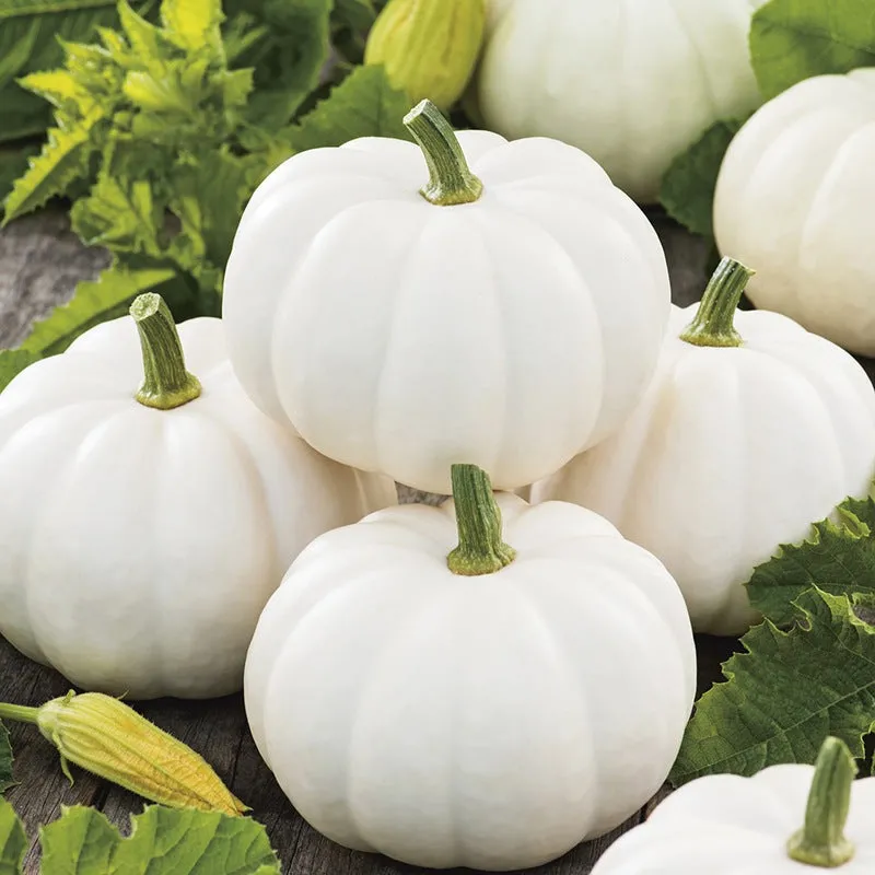 Mini White Pumpkin Seeds