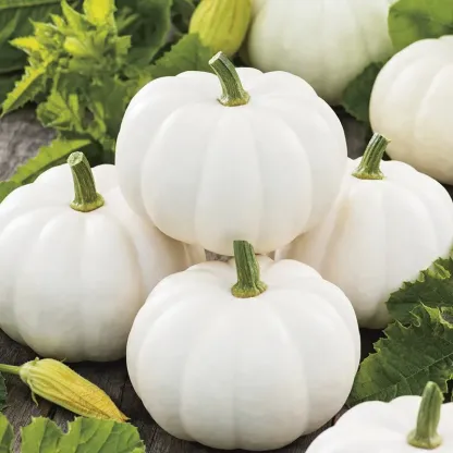 Mini White Pumpkin Seeds