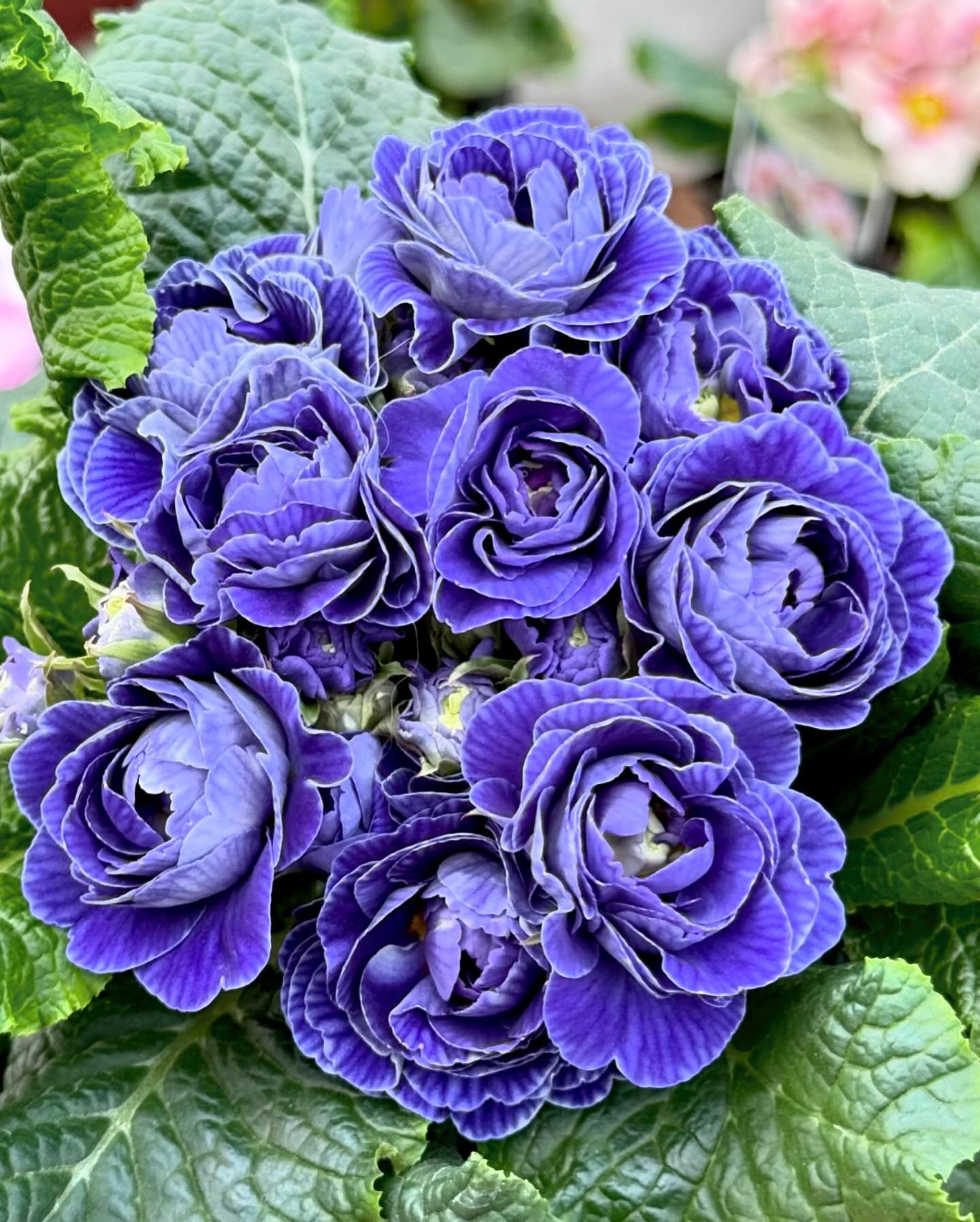 Belarina Primrose Flower Seeds