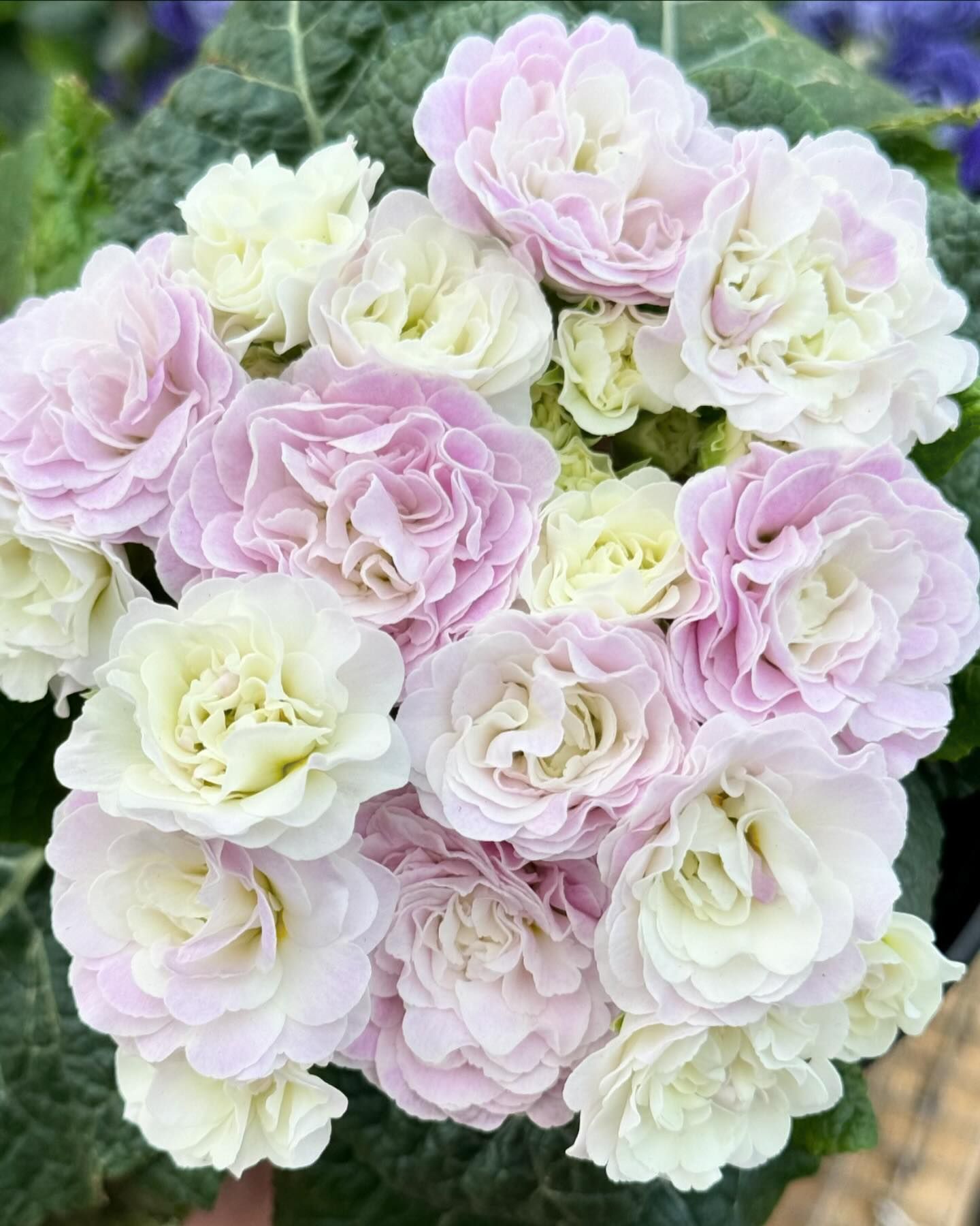 Belarina Primrose Flower Seeds