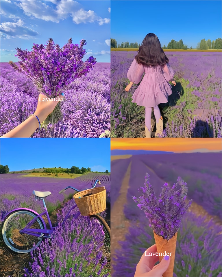 🌿Lavender Seeds Purple Blooming
