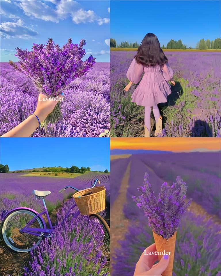 🌿Lavender Seeds Purple Blooming