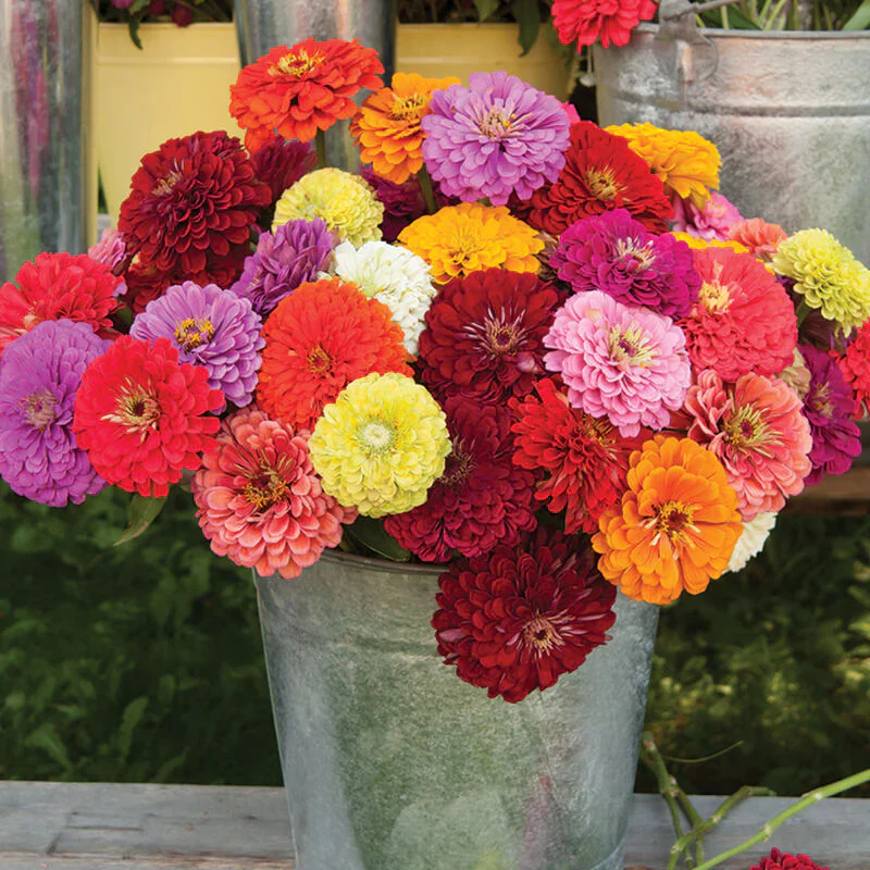 🌺Double Dwarf Zinnia Seeds