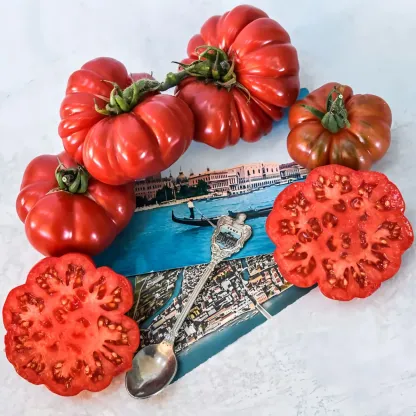 🍅Heirloom Costa Genoa Horseshoe Tomato Seedlings Potted Plants