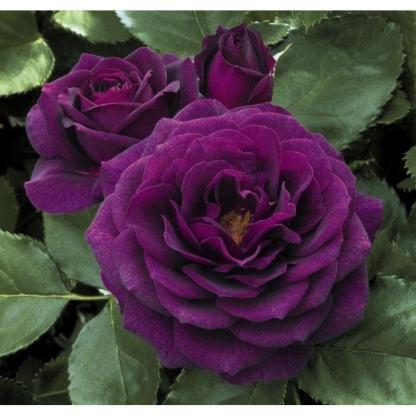 100pcs/Bag Climbing Rose Seeds