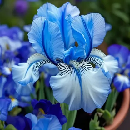 💐Pacific Coast Iris (Iris 'Big Waves')—Rare and Beautiful