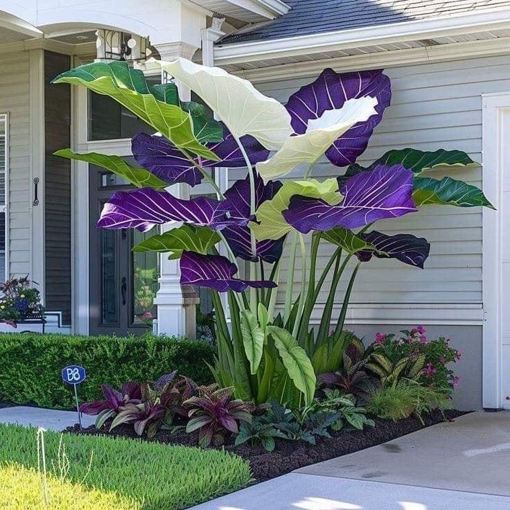 🔥Amazing Outdoor Plants-Colored Caladium Seeds