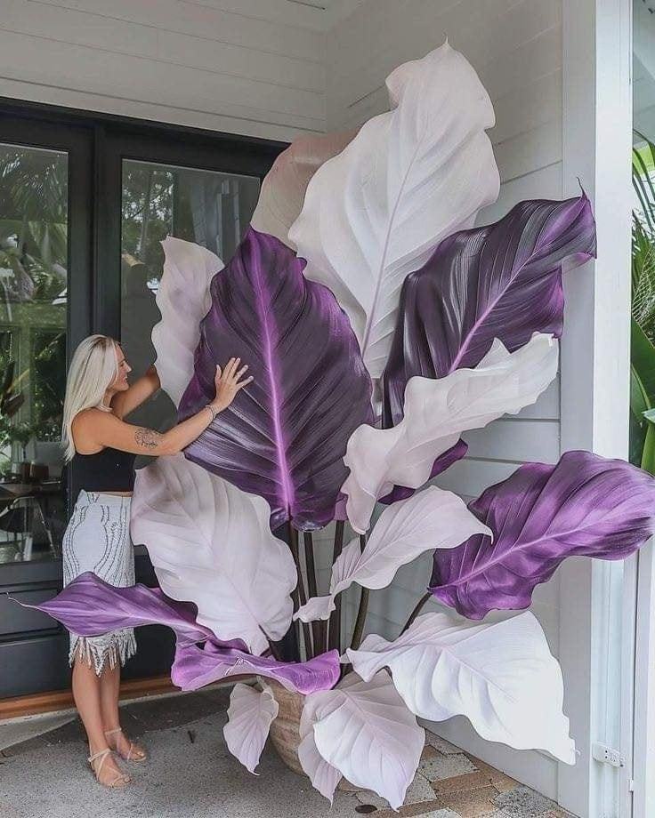 🔥Amazing Outdoor Plants-Colored Caladium Seeds