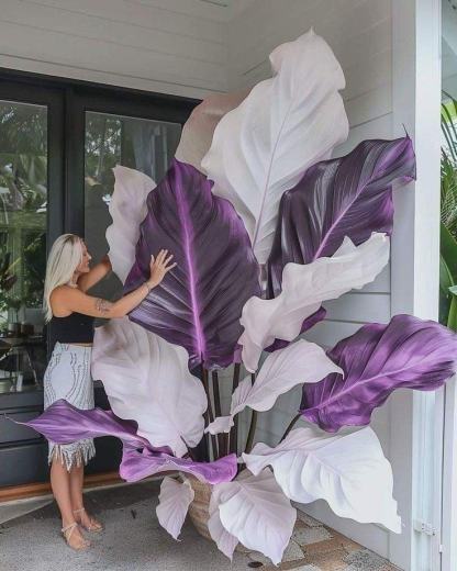 🔥Amazing Outdoor Plants-Colored Caladium Seeds