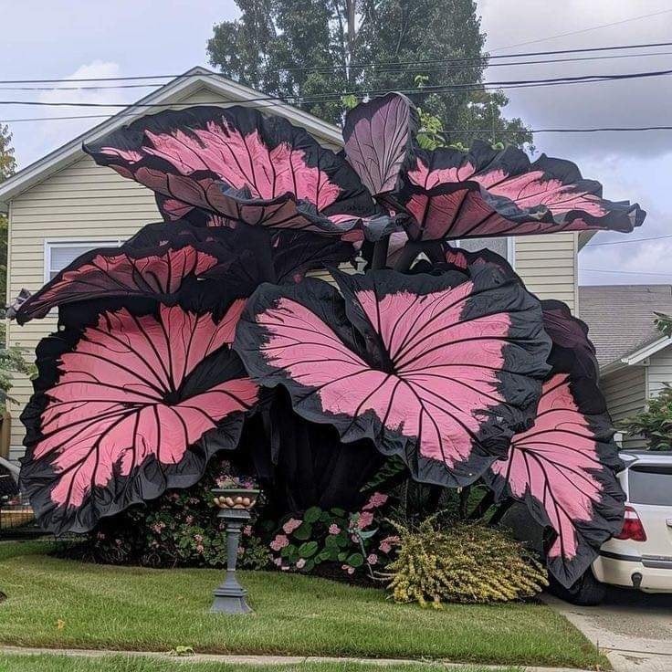 🔥Amazing Outdoor Plants-Colored Caladium Seeds