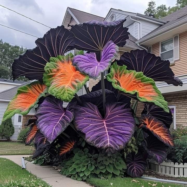 🔥Amazing Outdoor Plants-Colored Caladium Seeds