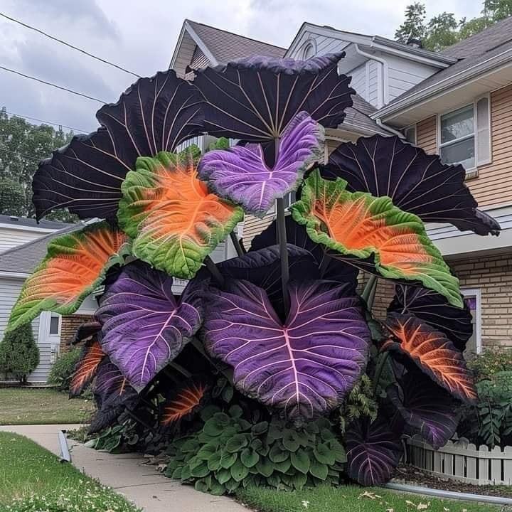 🔥Amazing Outdoor Plants-Colored Caladium Seeds