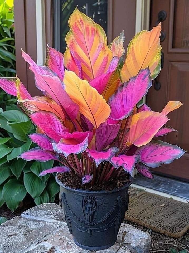 🔥Amazing Outdoor Plants-Colored Caladium Seeds