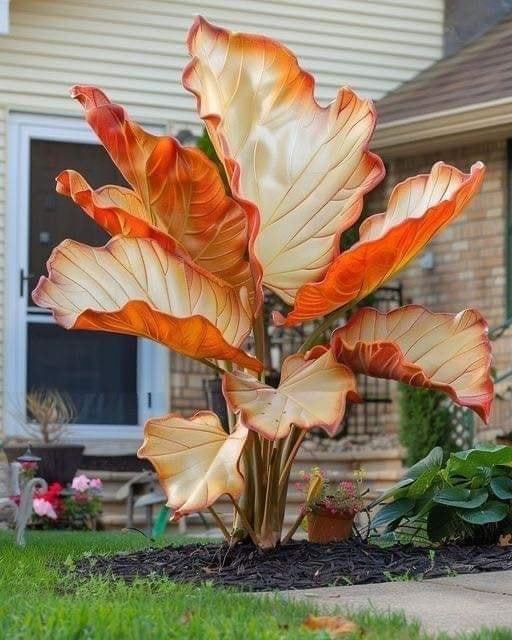 🔥Amazing Outdoor Plants-Colored Caladium Seeds