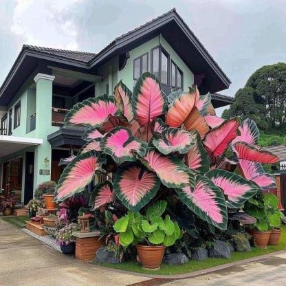 🔥Amazing Outdoor Plants-Colored Caladium Seeds
