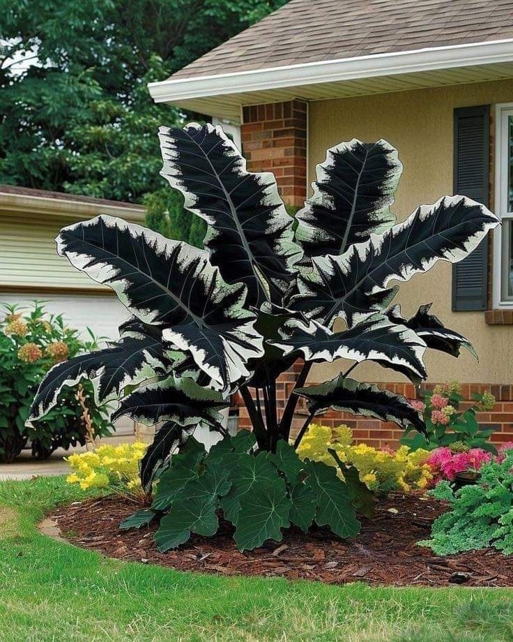 🔥Amazing Outdoor Plants-Colored Caladium Seeds