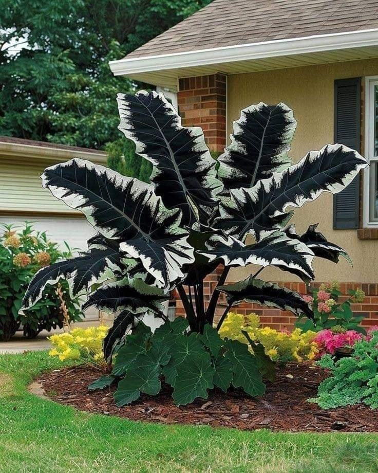 🔥Amazing Outdoor Plants-Colored Caladium Seeds