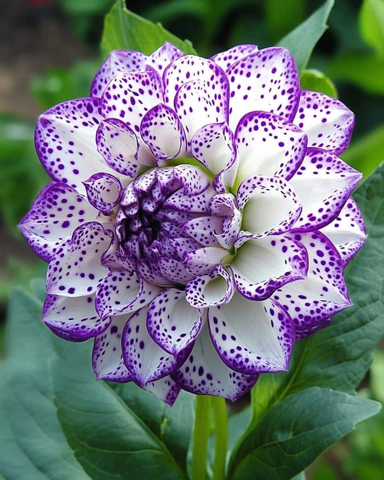 💜Blooming Dahlia Flower Seeds